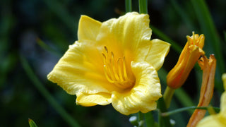 Stella D'Oro Daylily (1 Gal)- Large reblooming bright yellow blossoms thrive in all climates!