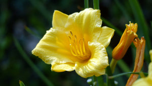 Stella D'Oro Daylily (1 Gal)- Large reblooming bright yellow blossoms thrive in all climates!