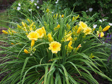 Stella D'Oro Daylily (1 Gal)- Large reblooming bright yellow blossoms thrive in all climates!