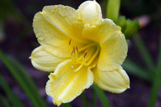 Stella D'Oro Daylily (1 Gal)- Large reblooming bright yellow blossoms thrive in all climates!