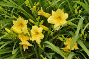 Stella D'Oro Daylily (1 Gal)- Large reblooming bright yellow blossoms thrive in all climates!