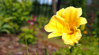 Stella D'Oro Daylily (1 Gal)- Large reblooming bright yellow blossoms thrive in all climates!