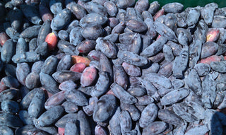 Sugar Mountain Blue Sweetberry Honeysuckle Shrub (1 Gal) - Sweeter, healthier, and easier to grow than blueberries!