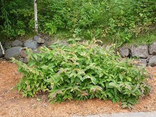 Sugar Mountain Blue Sweetberry Honeysuckle Shrub (1 Gal) - Sweeter, healthier, and easier to grow than blueberries!