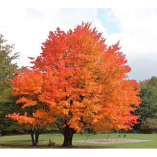 Sugar Maple Tree - Fast-growing native with bright fall color! (2 years old and 3-4 feet tall.)