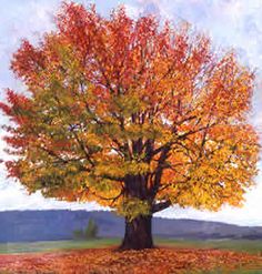 Sugar Maple Tree - Fast-growing native with bright fall color! (2 years old and 3-4 feet tall.)