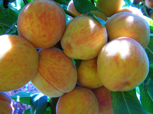 Suncrest Peach Tree - Golden-skinned fruit is some of the sweetest! (2 years old and 3-4 feet tall.)