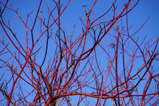 Red Twig Dogwood Shrub (1 Gallon) - This adaptable native boasts gorgeous firey-red winter stems and huge white spring flowers.