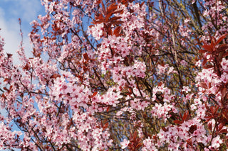Thundercloud Flowering Plum Tree - Highly fragrant flowers and dark purple leaves! (2 years old and 3-4 feet tall.)
