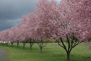 Thundercloud Flowering Plum Tree - Highly fragrant flowers and dark purple leaves! (2 years old and 3-4 feet tall.)