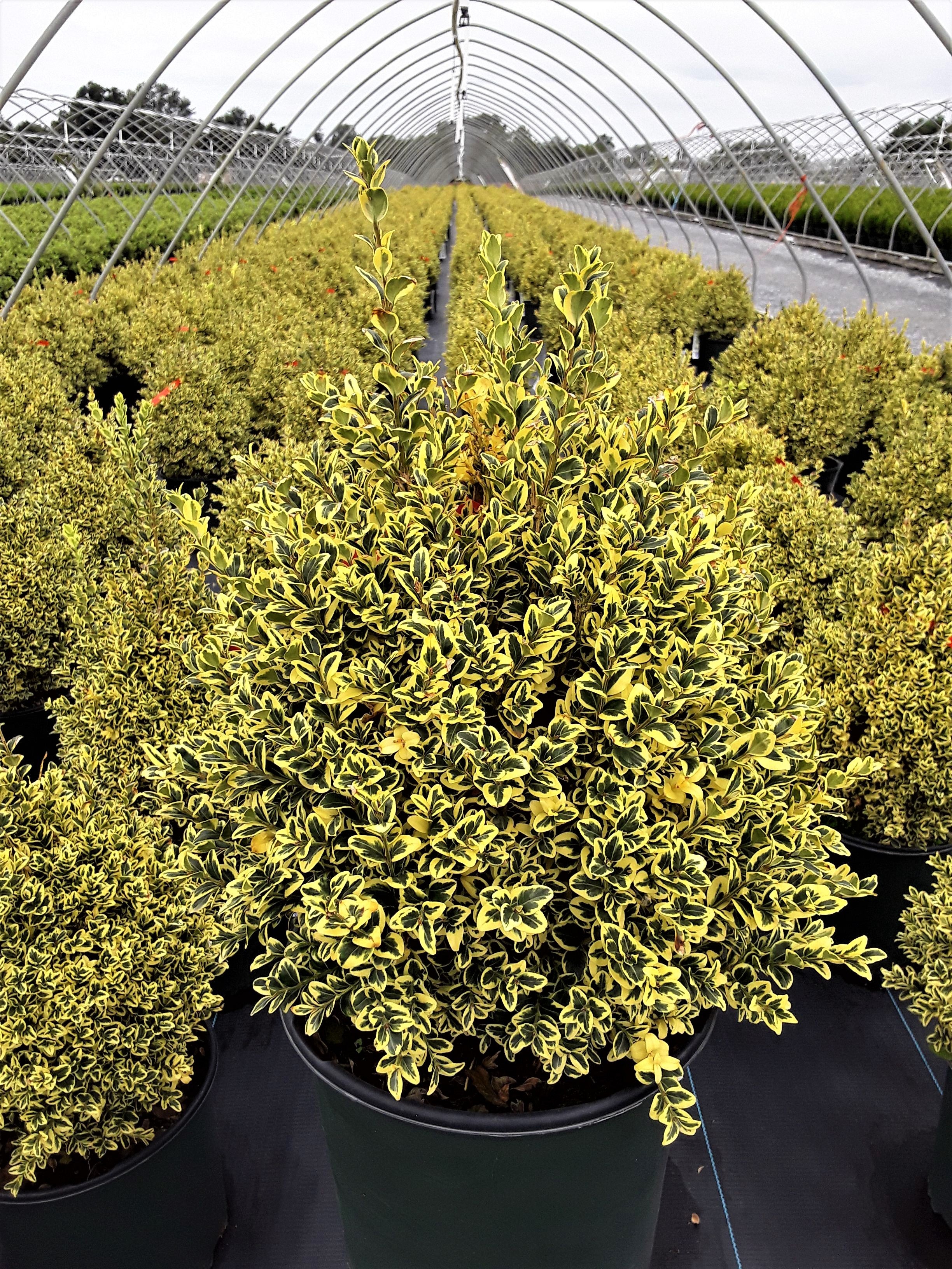 Bxw Rood Variegated Boxwood Dwarf