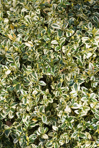 1 Gal. Variegated Boxwood Shrub with Vivid Green and White Trimmed Foliage (2-Pack)