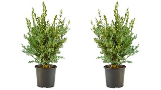 1 Gal. Variegated Boxwood Shrub with Vivid Green and White Trimmed Foliage (2-Pack)