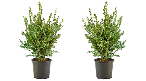 1 Gal. Variegated Boxwood Shrub with Vivid Green and White Trimmed Foliage (2-Pack)