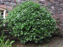 Evergreen Wintercreeper Euonymus (1 Gallon) - Evergreen, glossy and lustrous leaves, also drought and cold tolerant!