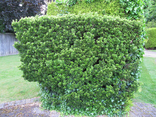 Evergreen Wintercreeper Euonymus (1 Gallon) - Evergreen, glossy and lustrous leaves, also drought and cold tolerant!