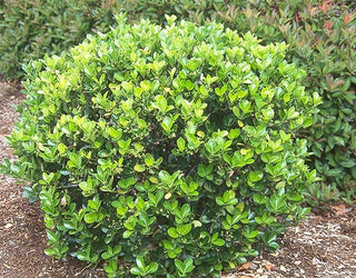 Evergreen Wintercreeper Euonymus (1 Gallon) - Evergreen, glossy and lustrous leaves, also drought and cold tolerant!