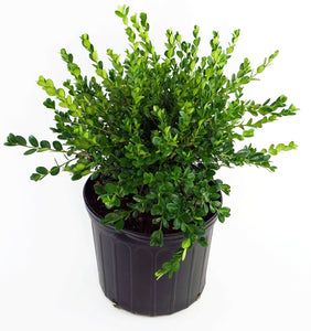 Winter Gem Boxwood (1 Gallon) - Beautiful, hardy, especially colorful in winter!