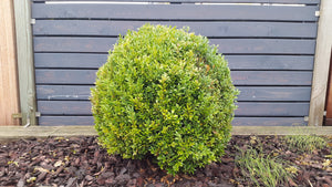 Golden-Tip Boxwood (1 Gallon) -  Golden-splashed foliage further brightens a colorful evergreen classic!