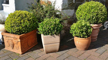 Winter Gem Boxwood (1 Gallon) - Beautiful, hardy, especially colorful in winter!