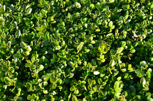 Winter Gem Boxwood (1 Gallon) - Beautiful, hardy, especially colorful in winter!