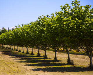 Yamhill Hazelnut Tree - Highly pest/disease resistance and excellent filbert quality (2 years old, 3 ft. tall)