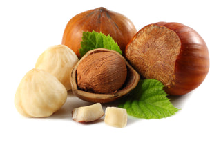 York Hazelnut Tree - Cold hardy, excellent pollinizer, high quality filberts (2 years old, 3 feet tall)