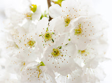 Yoshino Flowering Cherry - Almond scented, pinkish white, fragrant blossoms. (2 years old and 3-4 feet tall.)