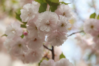 Yoshino Flowering Cherry - Almond scented, pinkish white, fragrant blossoms. (2 years old and 3-4 feet tall.)