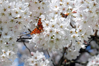 Yoshino Flowering Cherry - Almond scented, pinkish white, fragrant blossoms. (2 years old and 3-4 feet tall.)