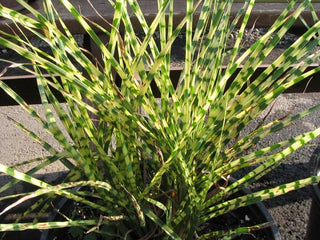 1 Gal. Little Zebra Miscanthus Compact, White-Striped, Ornamental Grass Favorite