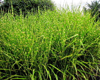 1 Gal. Little Zebra Miscanthus Compact, White-Striped, Ornamental Grass Favorite